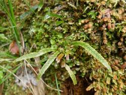 Notogrammitis ciliata. Mature plant growing from erect rhizome.
 Image: L.R. Perrie © Te Papa CC BY-NC 3.0 NZ